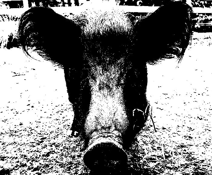 Pig Peasant